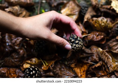 close-up of a young woman's hand picking up a pine cone from the ground, where there are several orange leaves wet from the rain. autumn in the pine forest. concept of autumn - Powered by Shutterstock