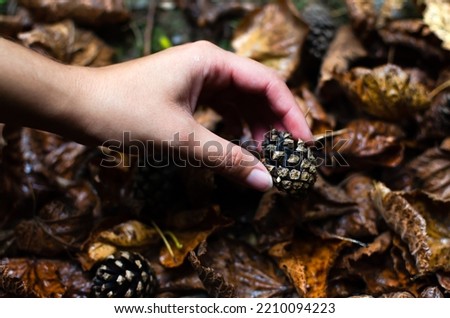 close-up of a young woman's hand picking up a pine cone from the ground, where there are several orange leaves wet from the rain. autumn in the pine forest. concept of autumn