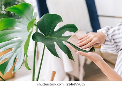 Close-up young women's hands rub and wipe the dust off the leaves of the houseplant Monstera Deliciosa with care. Monstera lover at home. The concept of plant care.