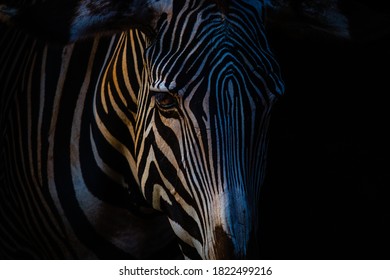Close-up of a zebra with black background at sunset - Powered by Shutterstock