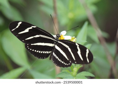 A close-up of a zebra longwing butterfly (Heliconius charithonia) resting on a flower - Powered by Shutterstock