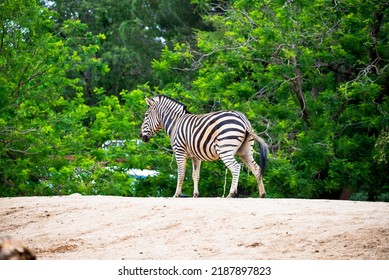 Close-up of a zebra standing on a hill against the background of green trees and pissing.