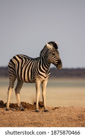 Closeup Of A Zebra Standing Over The Horizon Against A Pale Blue Sky With A Salt Pan In The Background.