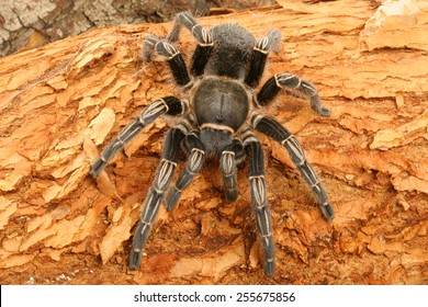 128 Zebra tarantula Images, Stock Photos & Vectors | Shutterstock