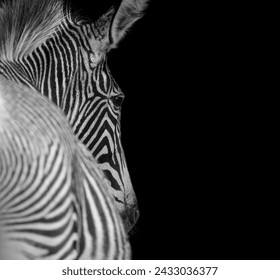  Close-up of a zebra's distinctive black and white striped pattern, highlighting its unique texture and form