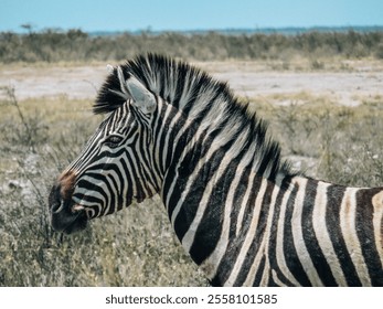 Close-up of zebras grazing in African savanna. Wildlife photography showcasing striped animals in natural habitat. - Powered by Shutterstock