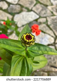 Closeup Of Zinnia Flower Bud Opening