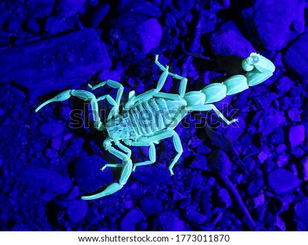 closeup/macro of an european common yellow scorpion and his exoskeleton called the cuticle, Buthus occitanus, glowing under UV/ultraviolet radiation,light.