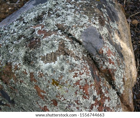 Closeup/macro of a moss and lichen-covered boulder