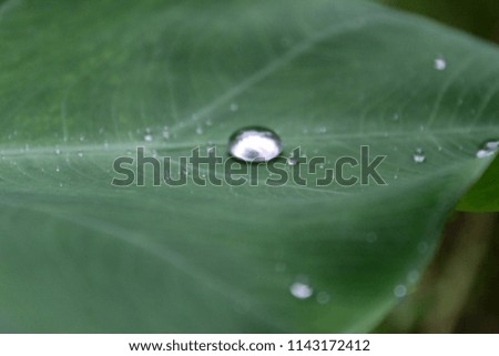 Similar – green grün Blatt Pflanze