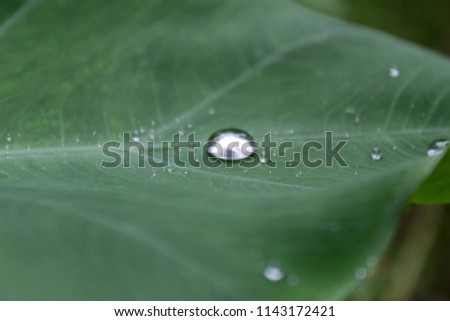 Similar – green grün Blatt Pflanze