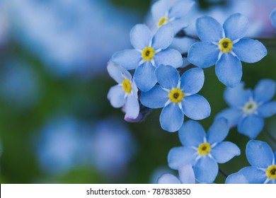 Closeups Of Forget Me Not Plants.