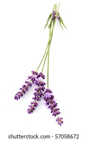 8,431 Flower lavender single Images, Stock Photos & Vectors | Shutterstock