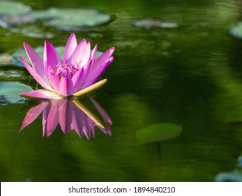 Blue Water Lily Images Stock Photos Vectors Shutterstock