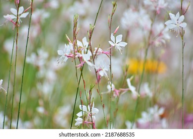 Close-ups Of Wildflowers Of Different Colours And Shapes. White And Purple Flowers On A Background Of Green Grass. Beautiful Bokeh With A Blurred Background. No People. A Field Of Flowers