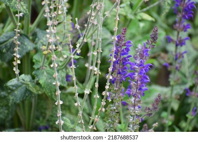 Close-ups Of Wildflowers Of Different Colours And Shapes. White And Purple Flowers On A Background Of Green Grass. Beautiful Bokeh With A Blurred Background. No People. A Field Of Flowers