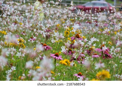 Close-ups Of Wildflowers Of Different Colours And Shapes. White And Purple Flowers On A Background Of Green Grass. Beautiful Bokeh With A Blurred Background. No People. A Field Of Flowers