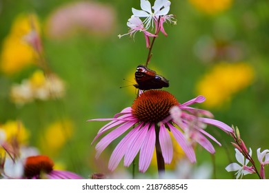 Close-ups Of Wildflowers Of Different Colours And Shapes. White And Purple Flowers On A Background Of Green Grass. Beautiful Bokeh With A Blurred Background. No People. A Field Of Flowers