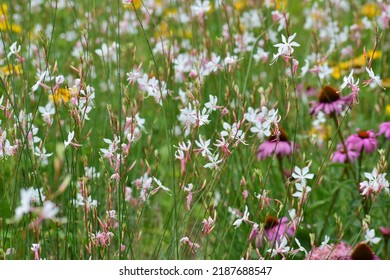 Close-ups Of Wildflowers Of Different Colours And Shapes. White And Purple Flowers On A Background Of Green Grass. Beautiful Bokeh With A Blurred Background. No People. A Field Of Flowers