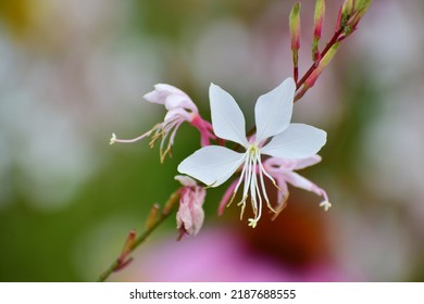 Close-ups Of Wildflowers Of Different Colours And Shapes. White And Purple Flowers On A Background Of Green Grass. Beautiful Bokeh With A Blurred Background. No People. A Field Of Flowers