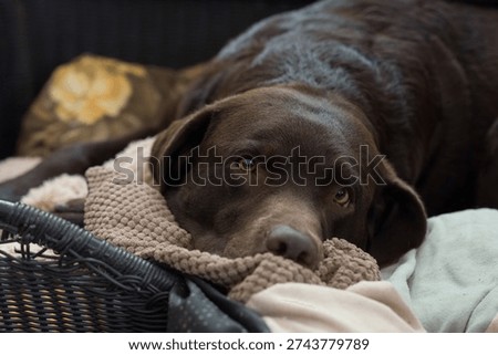 closeview of a dog looking into the camera.