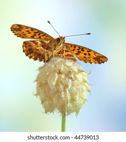 Clossiana dia (underside)