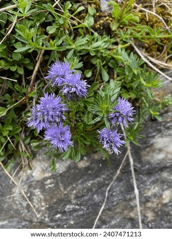 closup of a bunch of purple flowers of the heart-leaved globe daisy at a hiking path in the alps in summer