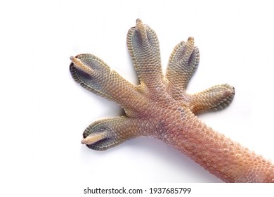closup hand White line gecko on white background, white line gecko lizard closeup hand 