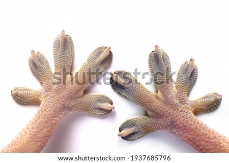 closup hand White line gecko on white background, a pair of white line gecko lizard hands