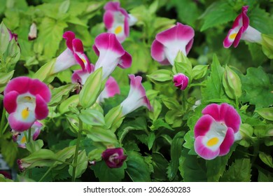 Closup of open pink and white Wishbone flower blossoms - Powered by Shutterstock