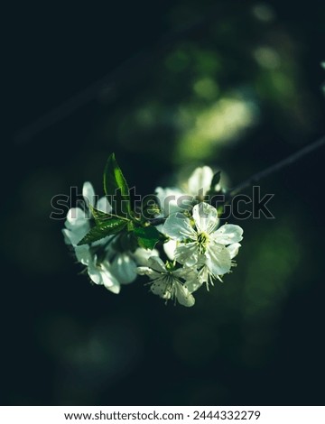 Similar – Geranium pratense Nature