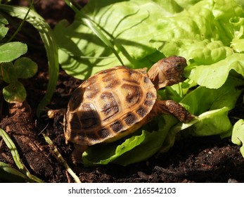 Closup view of cute one year old Russian tortoise (Testudo horsfieldii) in tortoise enclosure. 