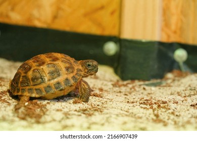 Closup view of cute one year old Russian tortoise (Testudo horsfieldii) in tortoise enclosure.