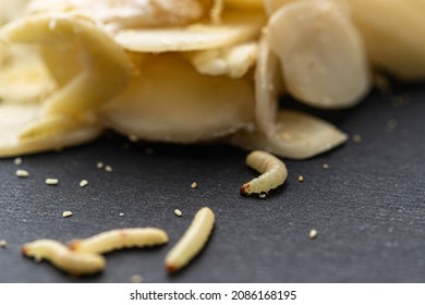 A Closup View Of A White Fly Larvae, , Maggots, Into The Food