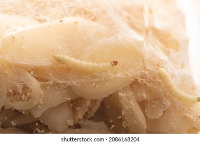 A Closup View Of A White Fly Larvae, , Maggots, Into The Food