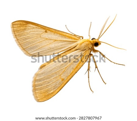 Clothes Moth Side Standing Pose Golden Beige Isolated On White Background