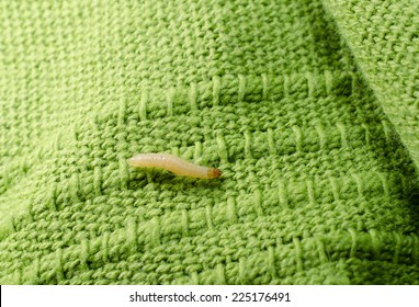 1,355 Clothing moth larvae Images, Stock Photos & Vectors | Shutterstock