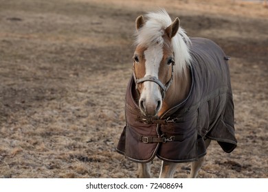 Clothing of a horse