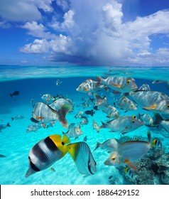 Cloud above sea surface with tropical fish underwater, seascape over and under water, Pacific ocean, French Polynesia, Oceania