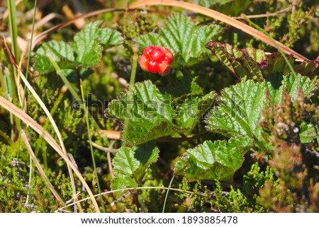 Cloud Berry  (edible), road E39 between Vinjeora and Trondheim, Trondelag County, Norway