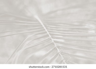 Cloud dancer color palm leaf. Monocrome texture 2026. Color of the year.