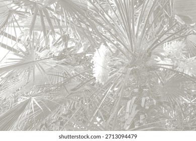 Cloud dancer color palm leaf. Monocrome texture 2026. Color of the year.