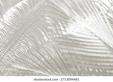 Cloud dancer color palm leaf. Monocrome texture 2026. Color of the year.