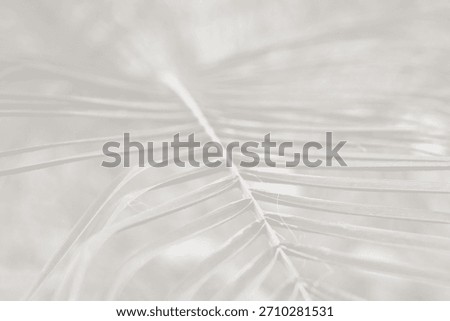 Cloud dancer color palm leaf. Monocrome texture 2026. Color of the year.