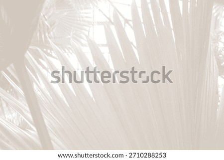 Cloud dancer color palm leaf. Monocrome texture 2026. Color of the year.