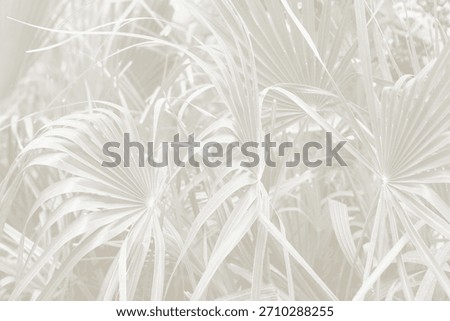Cloud dancer color palm leaf. Monocrome texture 2026. Color of the year.