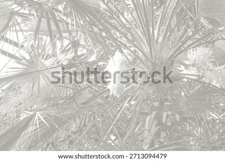 Cloud dancer color palm leaf. Monocrome texture 2026. Color of the year.