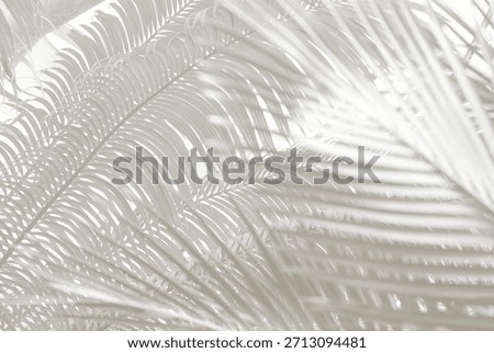 Cloud dancer color palm leaf. Monocrome texture 2026. Color of the year.
