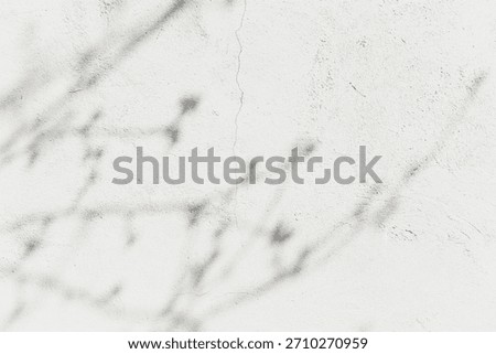 Cloud Dancer color of year 2026. Shadows of tree branches on lofty white plastered concrete wall