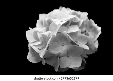 cloud dancer white hydrangea flowers isolated on black background.Closeup.Nature.Hydrangeas isolate plant pattern.Hydrangea flower is in bloom. white hydrangea paniculata bunch of flowers bg